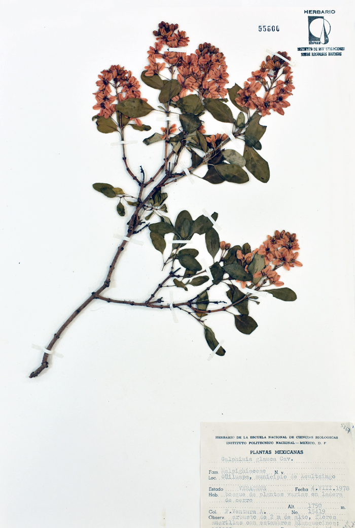 Galphimia glauca